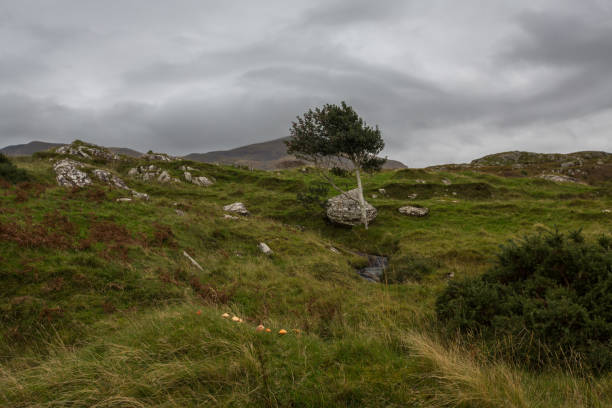 istock Lone rowan tree in rural Irish scene 867052990