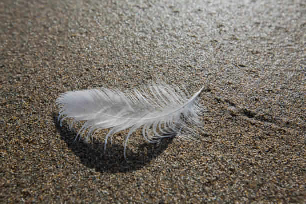 istock Close up of white feather on sand 867054464