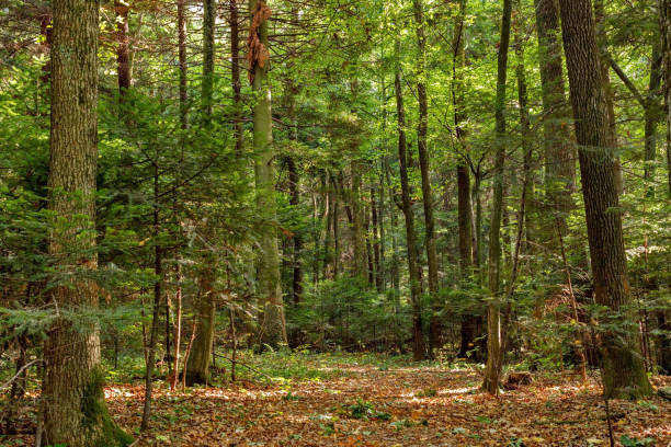 istock Forest trees. nature green wood sunlight backgrounds 867056078
