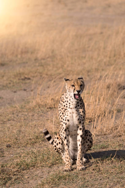 istock A cheetah is roaring in the savannah field. 867057160