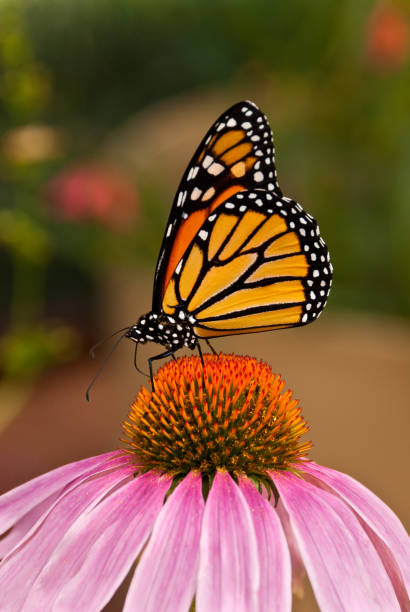 istock Monarch Butterfly on a Purple Coneflower 867057734