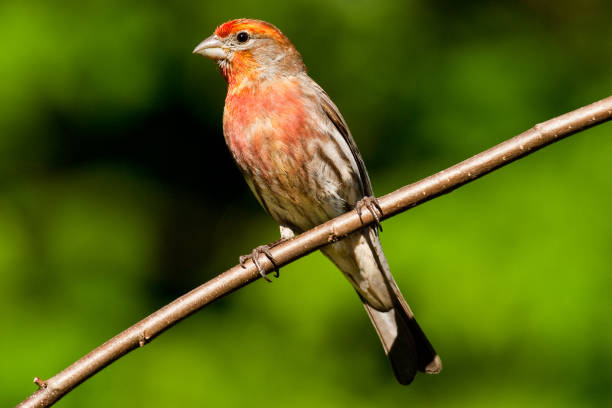 istock Male House Finch in a Tree 867061346