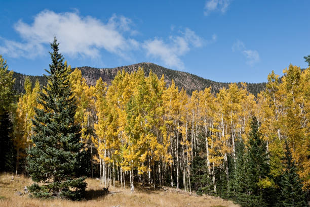 aspen grove nel bacino interno - coconino national forest foto e immagini stock