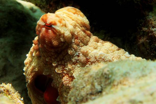 Octopus - Peeking Out stock photo