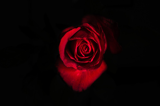 Beautiful red rose on black