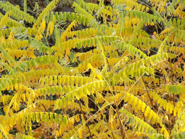 istock Variegated autumn leaves of false indigo-bush (Amorpha fruticosa) 867072036