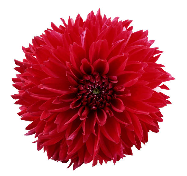 istock flower red dahlia. White isolated background with clipping path.   Closeup.  no shadows.  For design.  Nature. 867074724