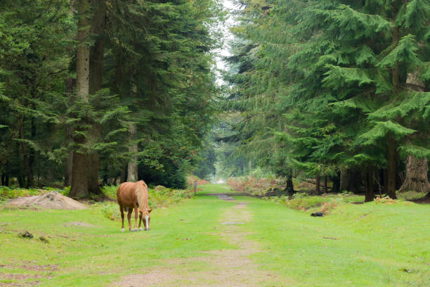 New Forest Pony Rhinefield Ornamental Drive Tall Trees walk in the New Forest new forest stock pictures, royalty-free photos & images