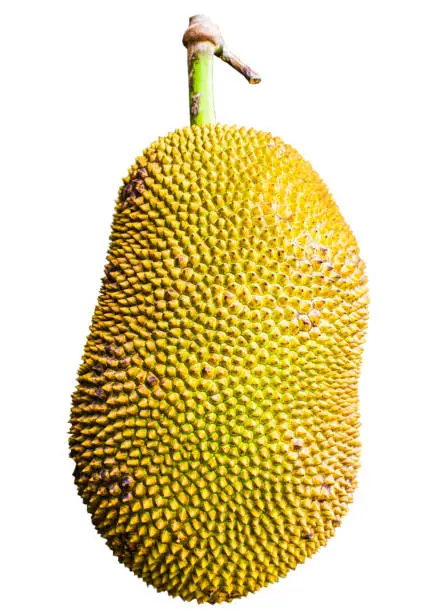 Thai fruit jackfruit on a beautiful white background.