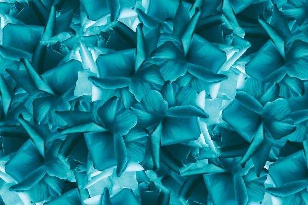 istock Floral turquoise beautiful background from roses.  Flower composition.  Background from turquoise roses.Postcard for the holiday.  Nature. 867078934