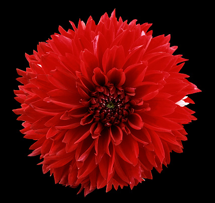 flower  red dahlia. Black isolated background with clipping path.   Closeup.  no shadows.  For design.  Nature.