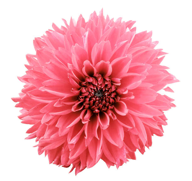 istock flower light red dahlia. White isolated background with clipping path.   Closeup.  no shadows.  For design.  Nature. 867081566
