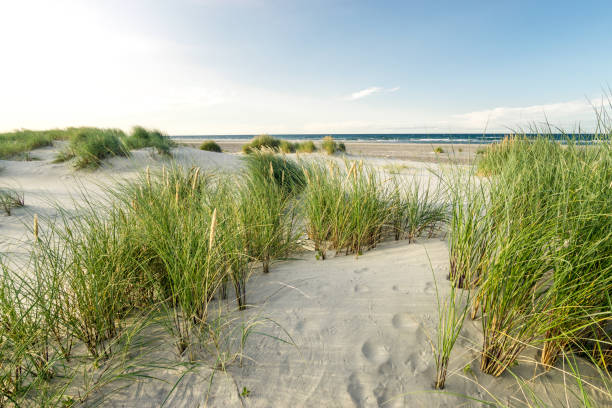 istock Beach with sand dunes and marram grass in soft evening sunset light. 867082362