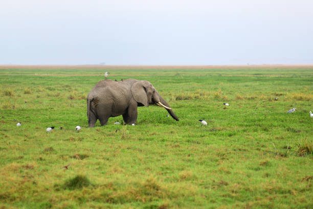 istock African wildlife, Kenya 867085866