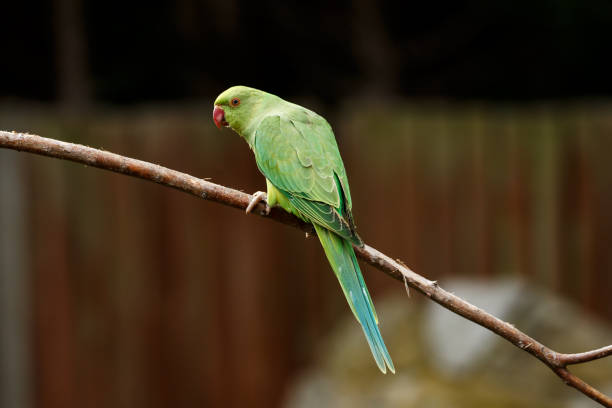 Rose-ringed parakeet The rose-ringed parakeet, also known as the ring-necked parakeet, is a gregarious tropical Afro-Asian parakeet species that has an extremely large range. The rose-ringed parakeet is sexually dimorphic. green parakeet stock pictures, royalty-free photos & images