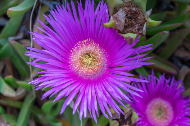 istock Delosperma flower on the beach 867089868