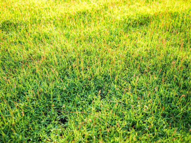 istock Green grass texture background in the nature 867090222