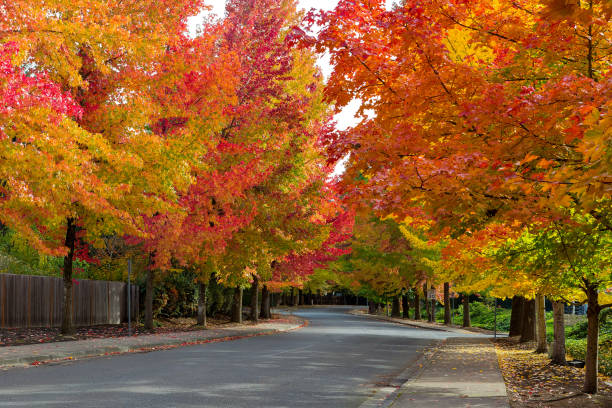 herbstlaub auf bäumen gesäumten straße im vorort im herbst usa amerika - amerikanischer amberbaum stock-fotos und bilder