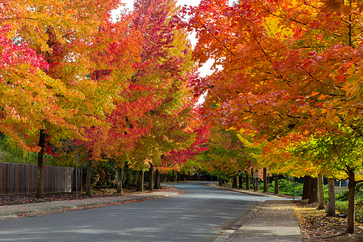 Fall foliage on tree lined street in North American suburban neighborhood in autumn United States