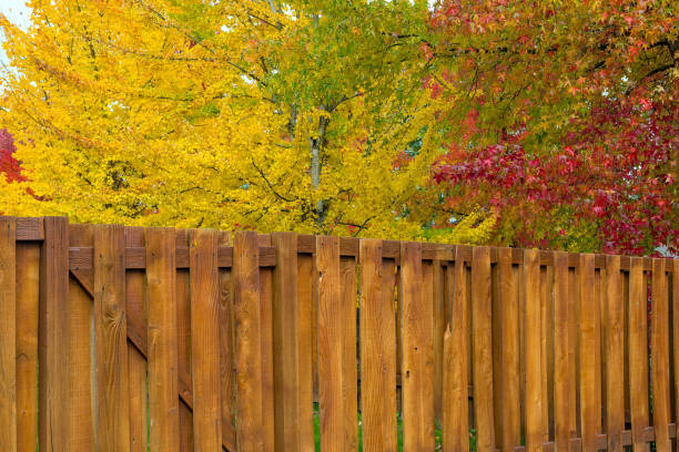 庭裏庭木製フェンスで明るい活気のあるピークの楓の紅葉紅葉します。 - maple wood ストックフォトと画像