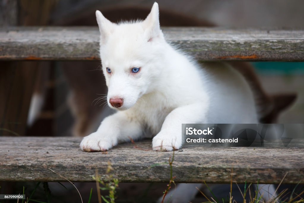 Husky puppy between the steps White husky puppy is crawling between the steps Animal Stock Photo