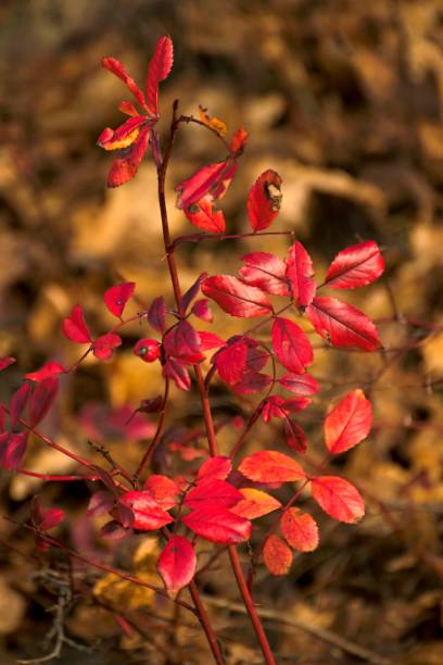 istock autumn color leaves in nature 867094372