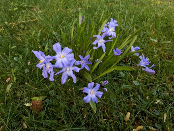 istock Blue Giant / Glory of the Snow Flowers 867095052