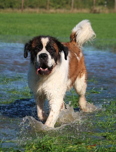 istock St. Bernard in the garden 867095432