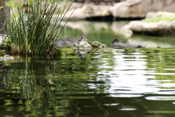 Photo of Still water in nature, Valencia