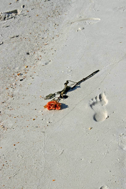 istock Single rose laying sprawled on white sandy beach 867097924