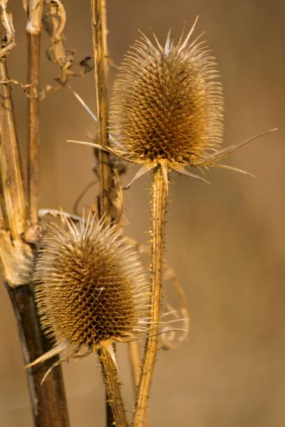 istock beautiful dry thistles in the garden 867098228