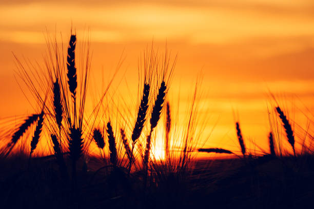 istock Silhouette of barley ears in sunset 867099338