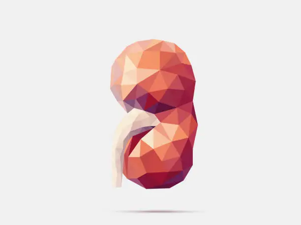 Vector illustration of Kidney poly faceted