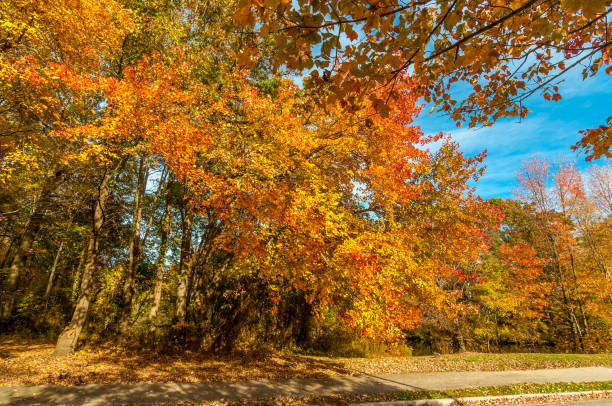 istock Colors of the fall 867102166