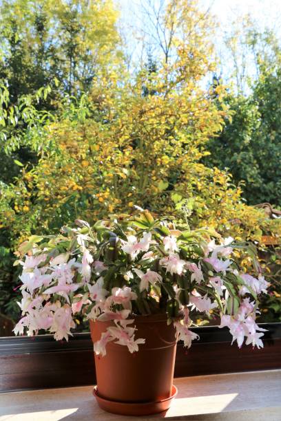 istock White Schlumbergera truncata blooming at the window sill 867105052