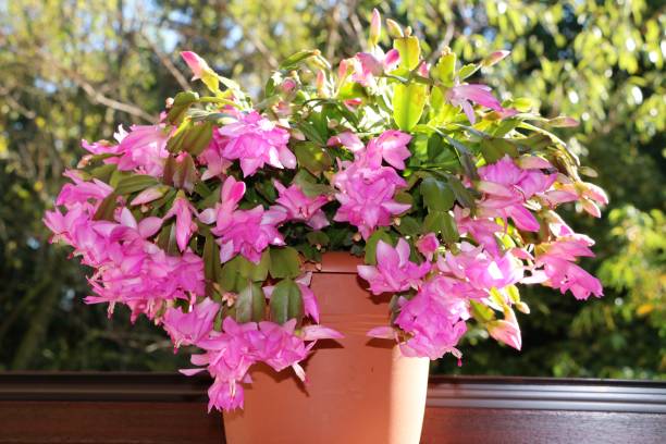 istock Pink flowering Schlumbergera truncata 867105162