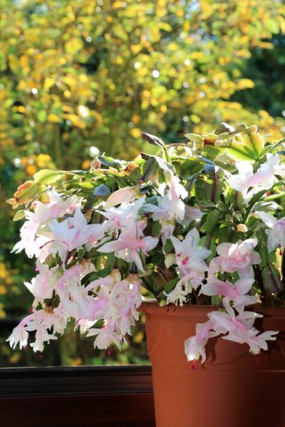 White buds and flowers of schlumbergera truncata stock photo