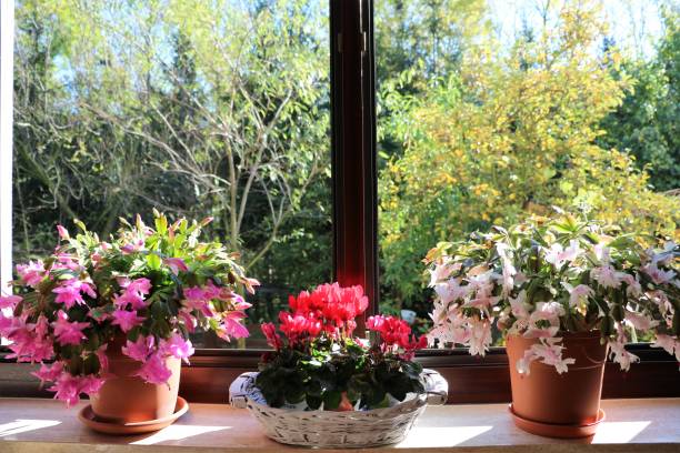 Flowering Christmas cacti and Alpine violets on the window sill Flowering Christmas cacti and Alpine violets on the window sill lava cactus stock pictures, royalty-free photos & images