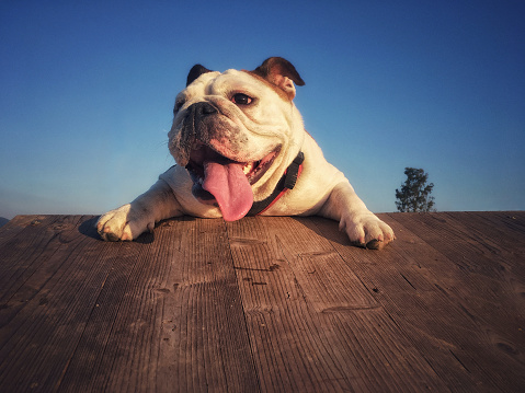 Thirteen-months old English Bulldog does agility activities outdoors on a wooden ramp / catwalk. She enjoys her progress!