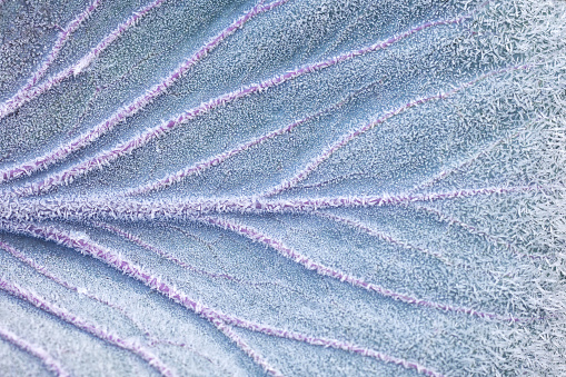 A leaf of red cabbage in a hoarfrost in the late autumn background.
