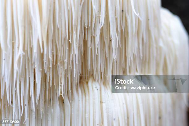 Rare Lions Mane Mushroom In A Dutch Forest Stock Photo - Download Image Now - Animal Mane, Mushroom, Alternative Medicine