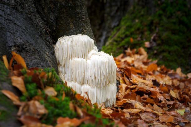 istock Rare Lion's mane mushroom in a Dutch forest 867110410