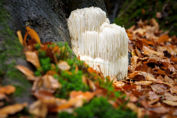 istock Rare Lion's mane mushroom in a Dutch forest 867110426