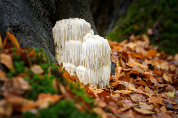 istock Rare Lion's mane mushroom in a Dutch forest 867110438