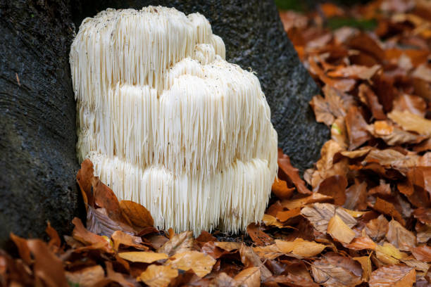 Rare Lion's mane mushroom in a Dutch forest The rare Edible Lion's Mane Mushroom / Hericium Erinaceus / pruikzwam in the Forest. Beautifully radiant and striking with its white color between autumn leaves and the green moss Photographed on the Veluwe at the leuvenum forest in the Netherlands. mane stock pictures, royalty-free photos & images