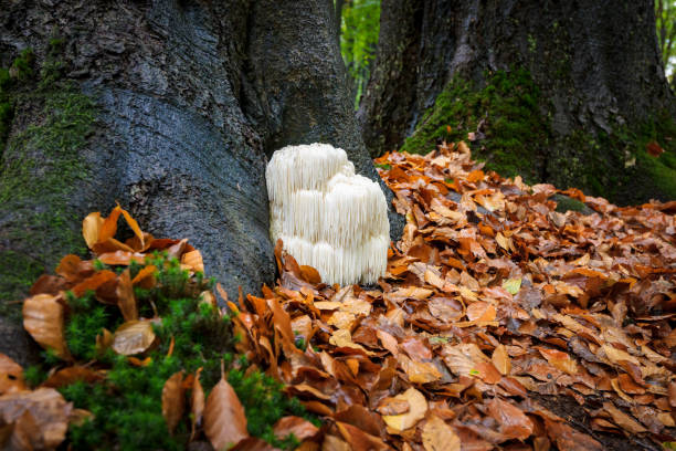 istock Rare Lion's mane mushroom in a Dutch forest 867110526