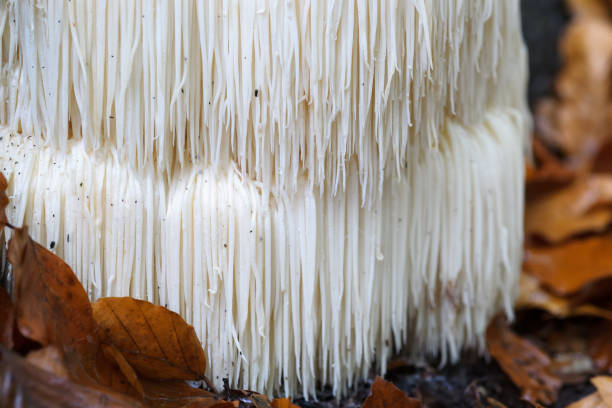 istock Rare Lion's mane mushroom in a Dutch forest 867110528