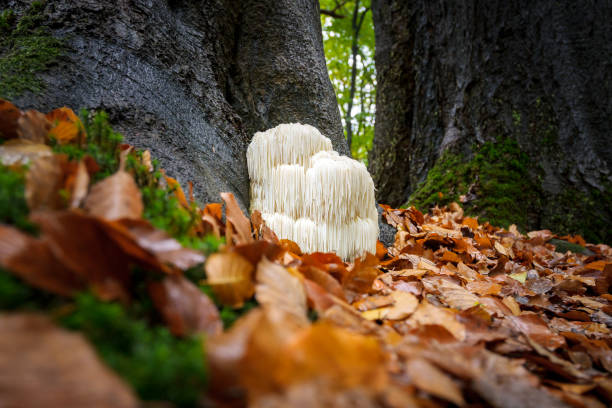 istock Rare Lion's mane mushroom in a Dutch forest 867110556
