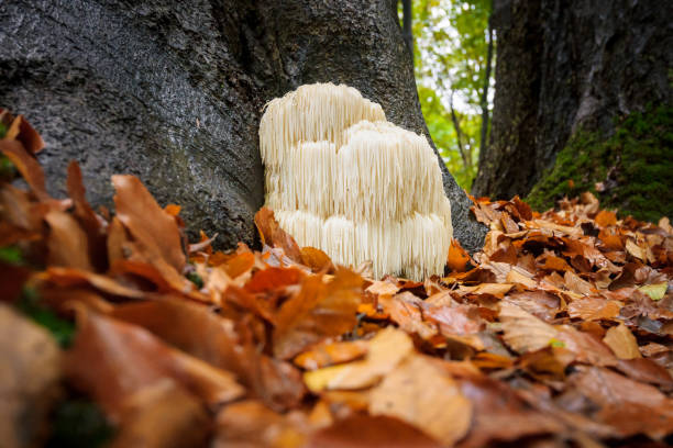 Rare Lion's mane mushroom in a Dutch forest The rare Edible Lion's Mane Mushroom / Hericium Erinaceus / pruikzwam in the Forest. Beautifully radiant and striking with its white color between autumn leaves and the green moss Photographed on the Veluwe at the leuvenum forest in the Netherlands. mane stock pictures, royalty-free photos & images