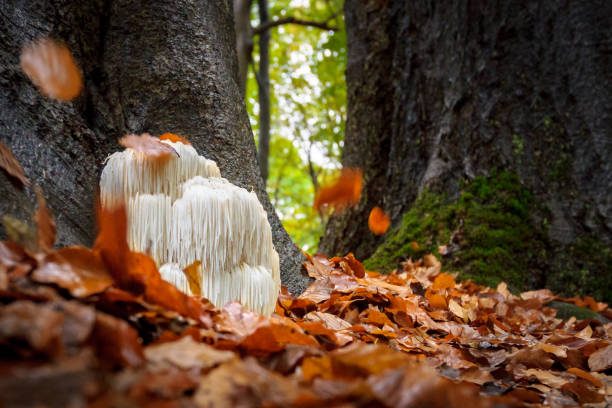 istock Rare Lion's mane mushroom in a Dutch forest 867110612